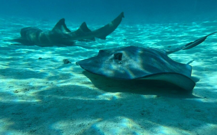 GALINI entdeckt die Welt: Grenadinen-Rundtörn – ab Martinique zu den Tobago Cays und zurück